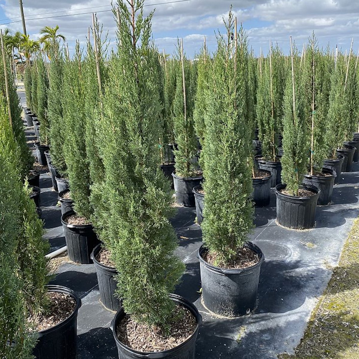 can italian cypress be planted in pots Italian Cypress for Sale