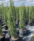 Italian Cypress (Cupressus sempervirens) - Plantology USA - 4 - 5 Feet