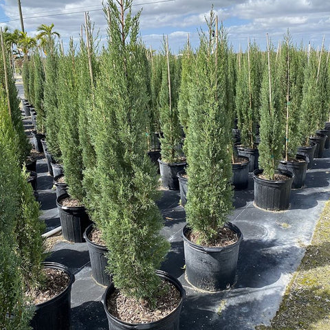 Italian Cypress (Cupressus sempervirens) - Plantology USA - 4 - 5 Feet