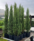 Italian Cypress (Cupressus sempervirens) - Plantology USA - Grower's Pick 6 Feet