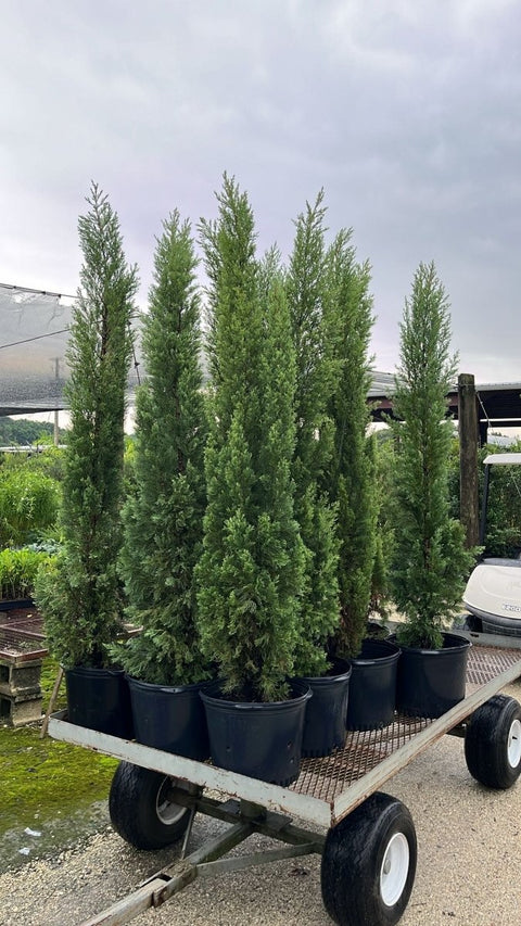 Italian Cypress (Cupressus sempervirens) - Plantology USA - Grower's Pick 6 Feet