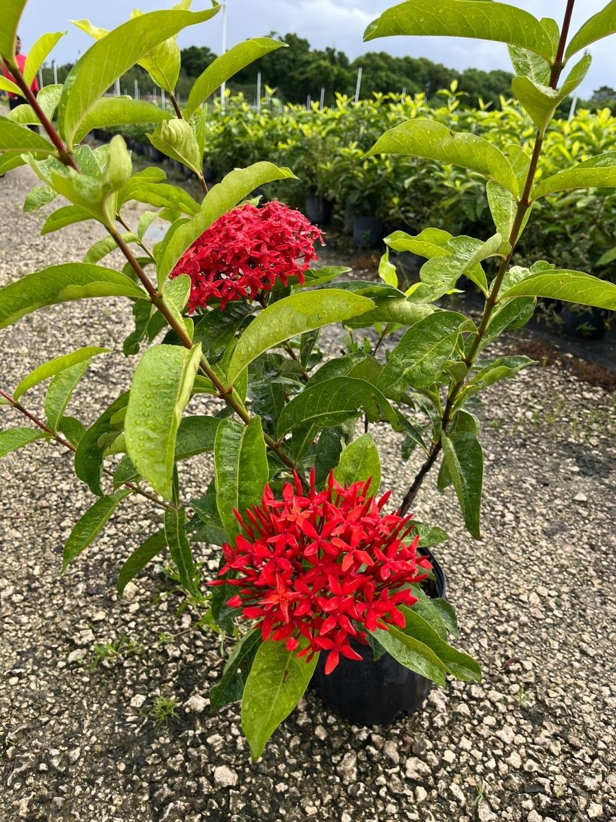 Ixora Taiwanese for Sale | PlantologyUSA.com – Plantology USA