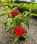 Ixora Taiwanese (Ixora coccinea 'Super King') - Plantology USA - Medium 12 - 16"