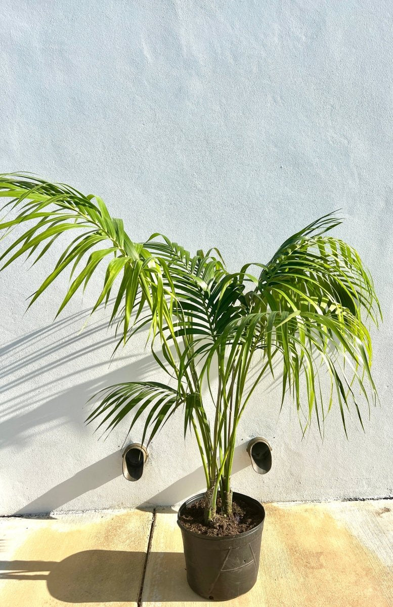 kentia palm plant for sale Kentia Palm (Howea forsteriana)