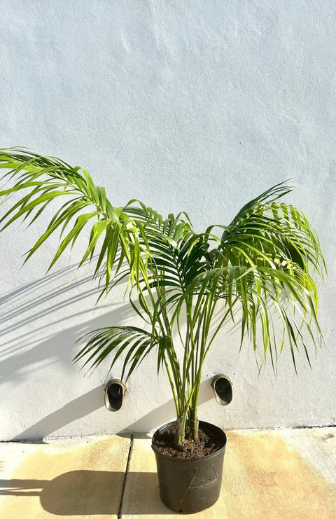 Kentia Palm (Howea forsteriana) - PlantologyUSA - 3-4 feet
