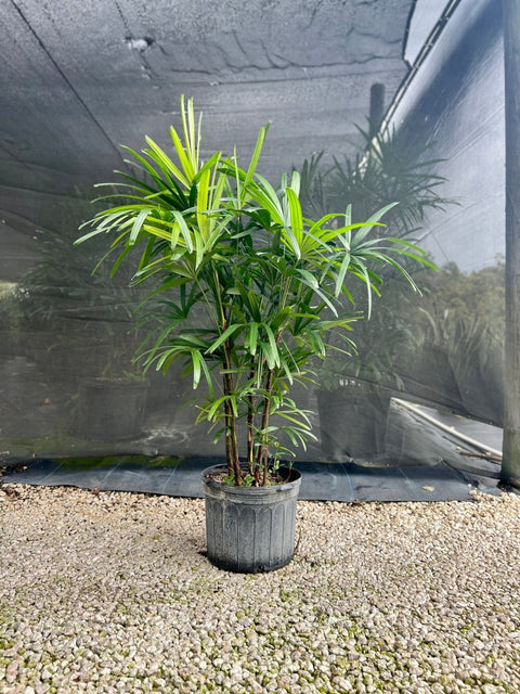 Lady Palm (Rhapis Excelsa) - PlantologyUSA - Grower's Pick 4-5 Feet