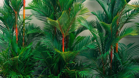 lipstick palm plant Lipstick Palm (Cyrtostachys renda)