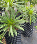 Madagascar Palm (Pachypodium Lamerei) - Plantology USA - Medium