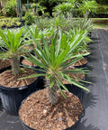 Madagascar Palm (Pachypodium Lamerei) - Plantology USA - Medium