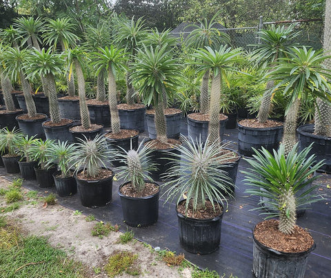 Madagascar Palm (Pachypodium Lamerei) - PlantologyUSA - Extra Large