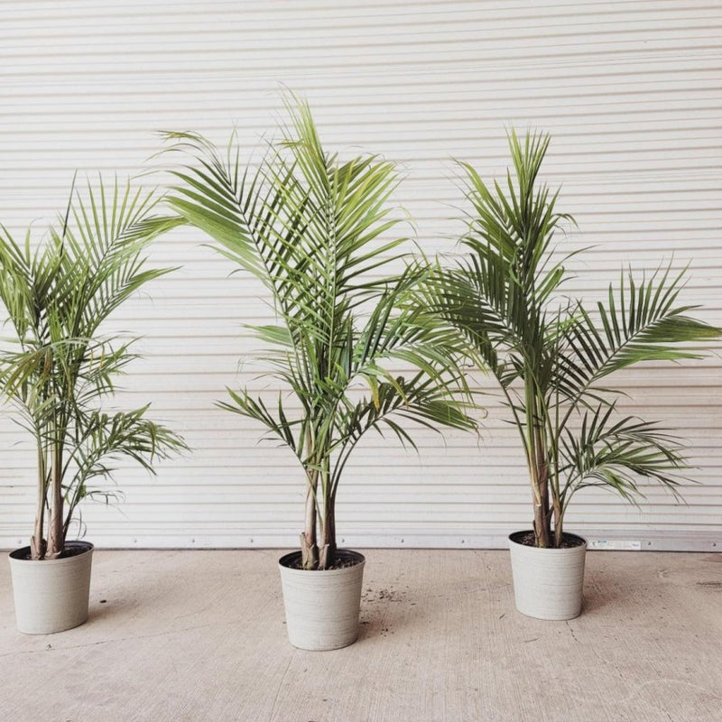 Majesty Palm (Ravenea Rivularis)