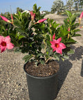 Mandevilla Bush Pink (Dipladenia) - PlantologyUSA - 3 Gallon