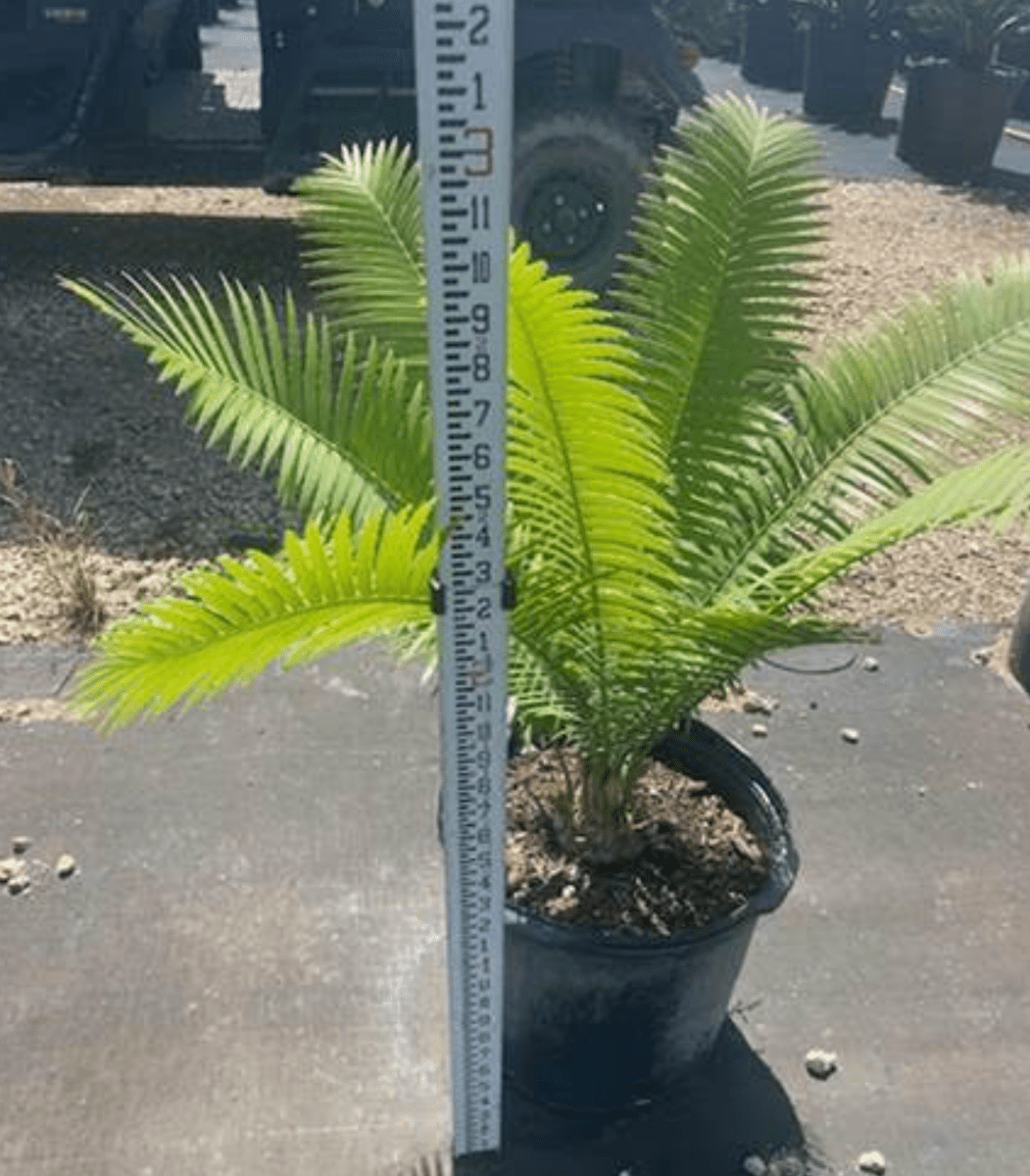 cycad potting mix Mexican Cycad for Sale