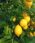 Meyer Lemon Tree (3 Pack) (Citrus reticulata) - Plantology USA - 3 Pack (Grower's Pick 4 - 5 Feet)