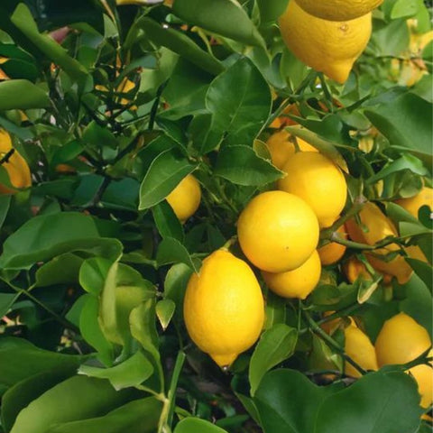 Meyer Lemon Tree (3 Pack) (Citrus reticulata) - Plantology USA - 3 Pack (Grower's Pick 4 - 5 Feet)