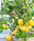 Meyer Lemon Tree (3 Pack) (Citrus reticulata) - Plantology USA - 3 Pack (Large 4 Feet)