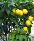 Meyer Lemon Tree (3 Pack) (Citrus reticulata) - Plantology USA - 3 Pack (Small 1 - 2 Feet)