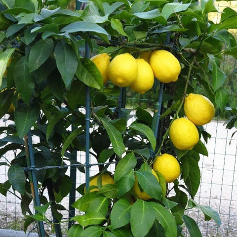 Meyer Lemon Tree (3 Pack) (Citrus reticulata) - Plantology USA - 3 Pack (Small 1 - 2 Feet)