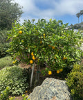 Meyer Lemon Tree (Citrus reticulata) - Plantology USA - Grower's Pick 4 - 5 Feet