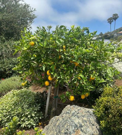 Meyer Lemon Tree (Citrus reticulata) - Plantology USA - Grower's Pick 4 - 5 Feet