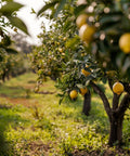 Meyer Lemon Tree (Citrus reticulata) - PlantologyUSA - Large 4 Feet