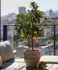 Meyer Lemon Tree (Citrus reticulata) - PlantologyUSA - Medium 4-5 Feet