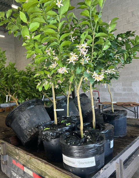 Meyer Lemon Tree (Citrus reticulata) - PlantologyUSA - Small 1-3 Feet