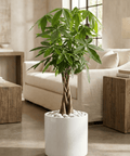 Money Tree (Pachira aquatica) - Plantology USA - 2 - 3 Feet