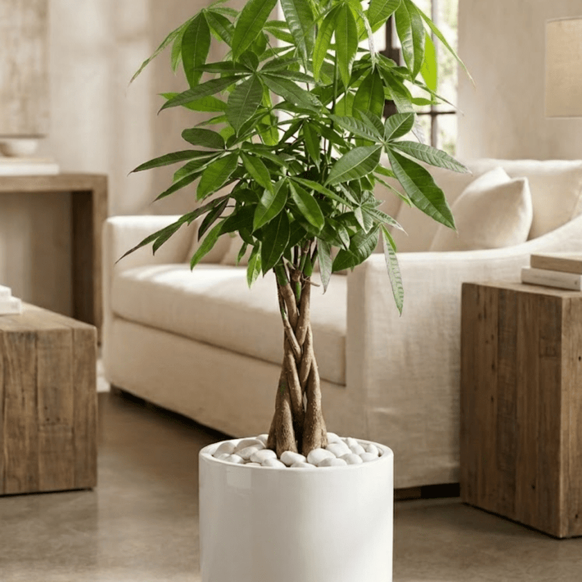 Money Tree for Sale | PlantologyUSA.com – Plantology USA