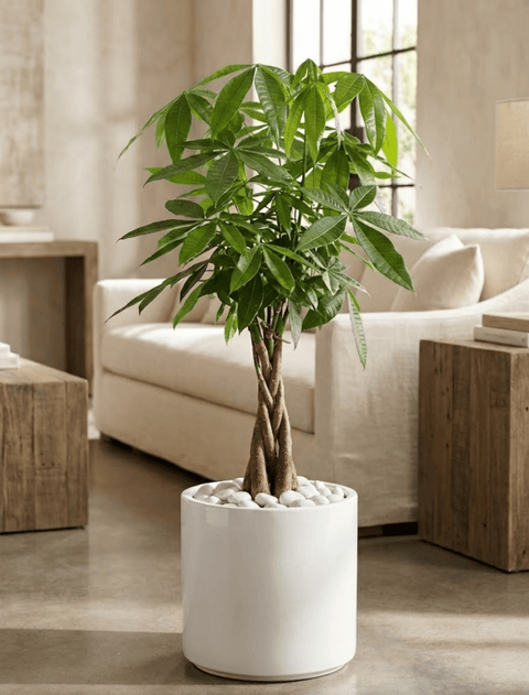Money Tree (Pachira aquatica) - Plantology USA - 2 - 3 Feet