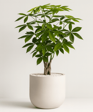 Money Tree for Sale | PlantologyUSA.com – Plantology USA