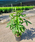 Money Tree (Pachira aquatica) - Plantology USA - 3 - 4 Feet