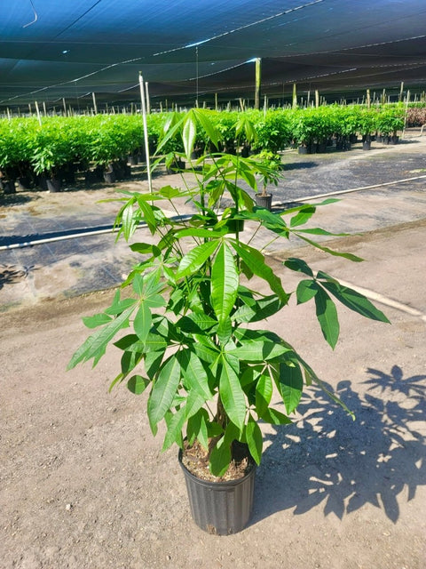 walmart money tree plant Money Tree for Sale