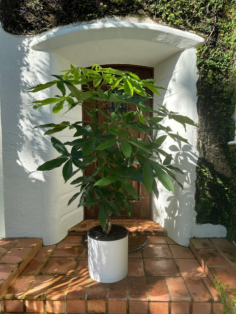 green money tree Money Tree for Sale