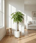 Money Tree (Pachira aquatica) - Plantology USA - 3 - 4 Feet