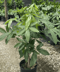 Money Tree (Pachira aquatica) - Plantology USA - 5 - 6 Feet