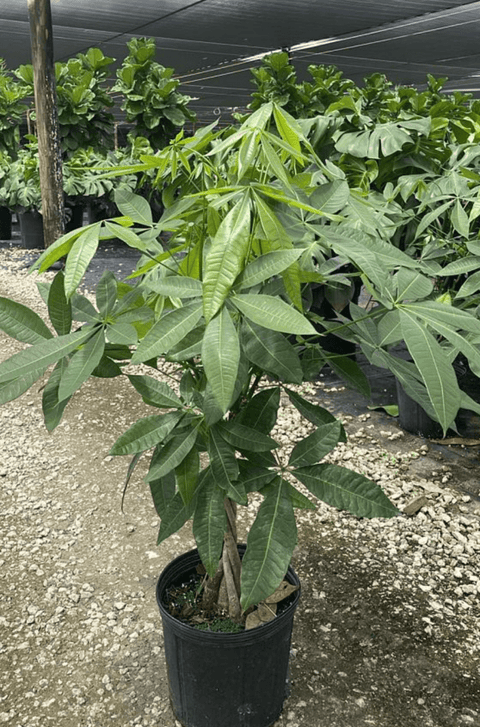 Money Tree (Pachira aquatica) - Plantology USA - 5 - 6 Feet