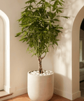 Money Tree (Pachira aquatica) - Plantology USA - 5 - 6 Feet