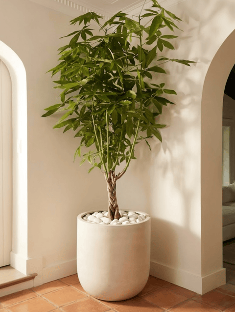 Money Tree (Pachira aquatica) - Plantology USA - 5 - 6 Feet