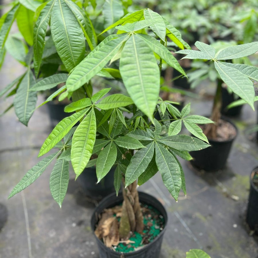 Money Tree for Sale | PlantologyUSA.com – Plantology USA