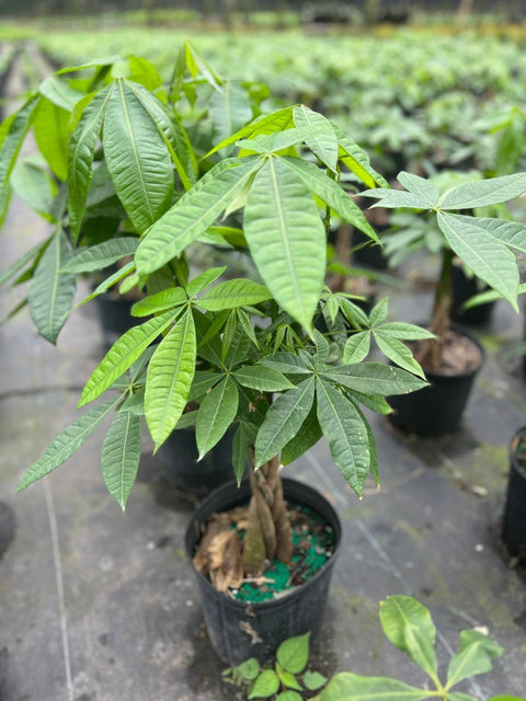 money tree abierto cerca de mí Money Tree for Sale