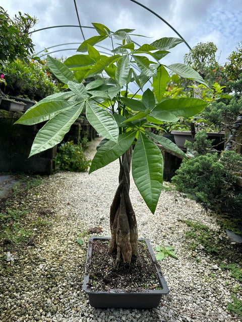 money tree for sale nearby Money Tree (Pachira aquatica)