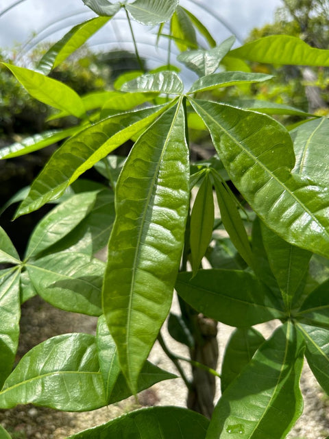 money plant in usa Money Tree for Sale