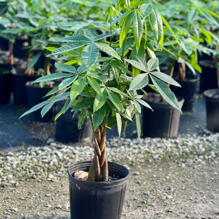 Money Tree for Sale | PlantologyUSA.com – Plantology USA