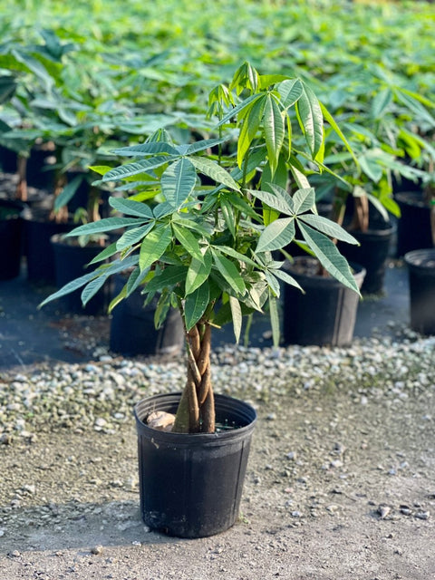 money plant for sale Money Tree for Sale