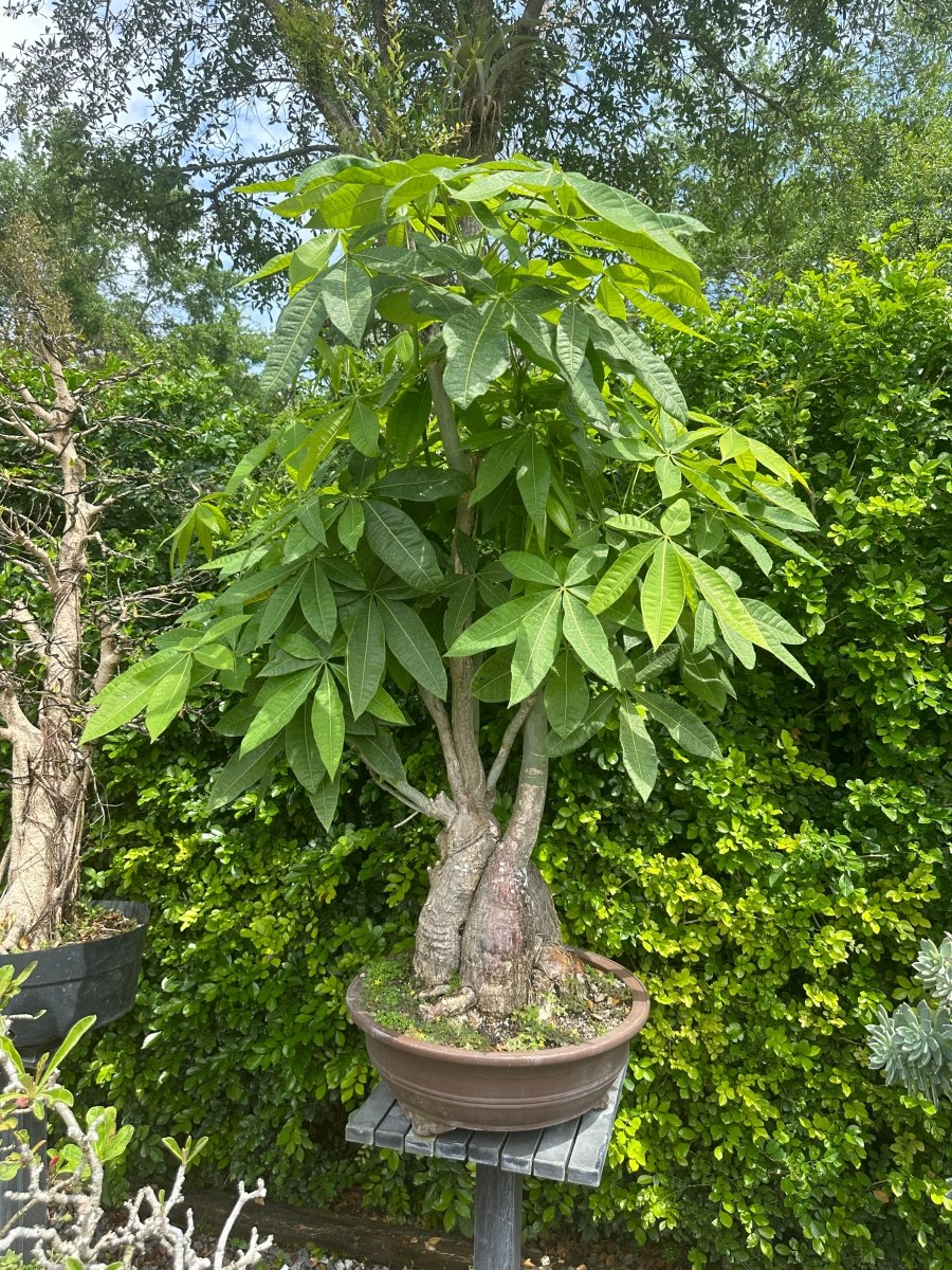 money tree plant cost Money Tree (Pachira aquatica)