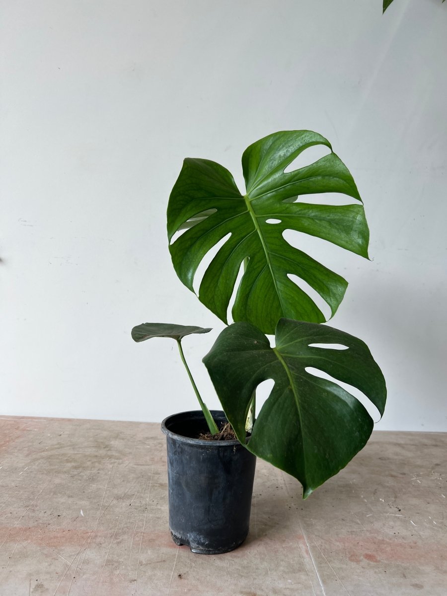 Monstera Deliciosa – Swiss Cheese Plant