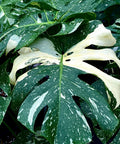 Monstera Deliciosa (Swiss Cheese) - Plantology USA - Variegated Monstera XL