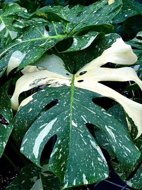 Monstera Deliciosa (Swiss Cheese) - Plantology USA - Variegated Monstera XL