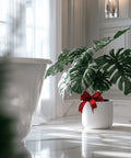 Monstera + Pot (Gift Bundle) - Plantology USA - Extra Large